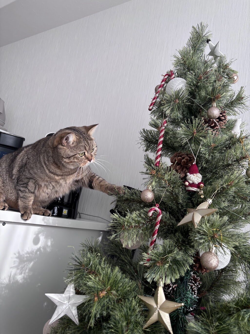 クリスマスツリーのオーナメントを取ろうとするレオちゃん