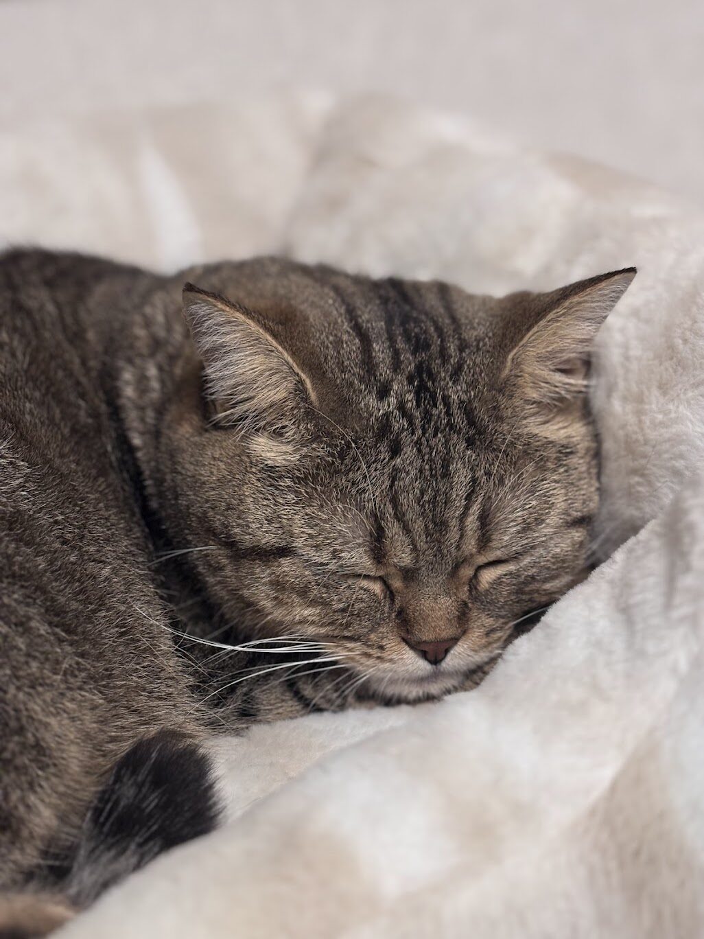 連休は猫にとってどう？