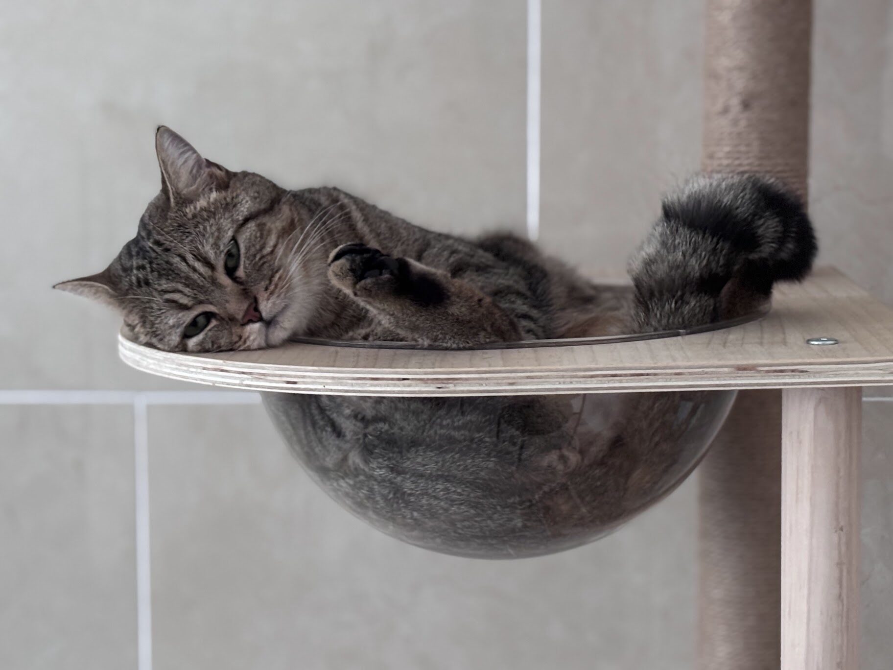 冬にキャットタワーの宇宙船で丸くなって眠る猫