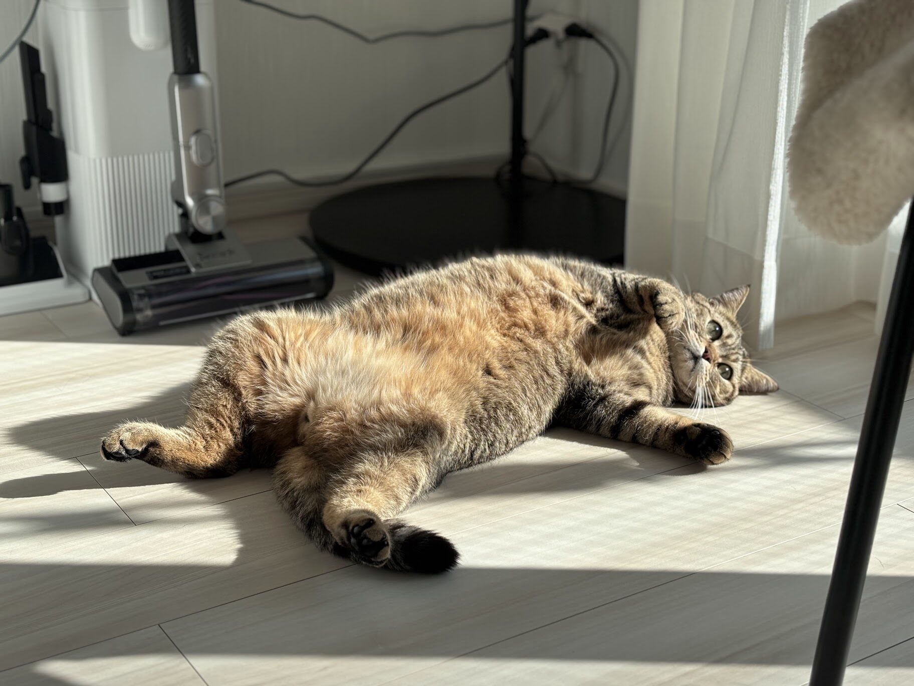 日向ぼっこでリラックスしてる猫