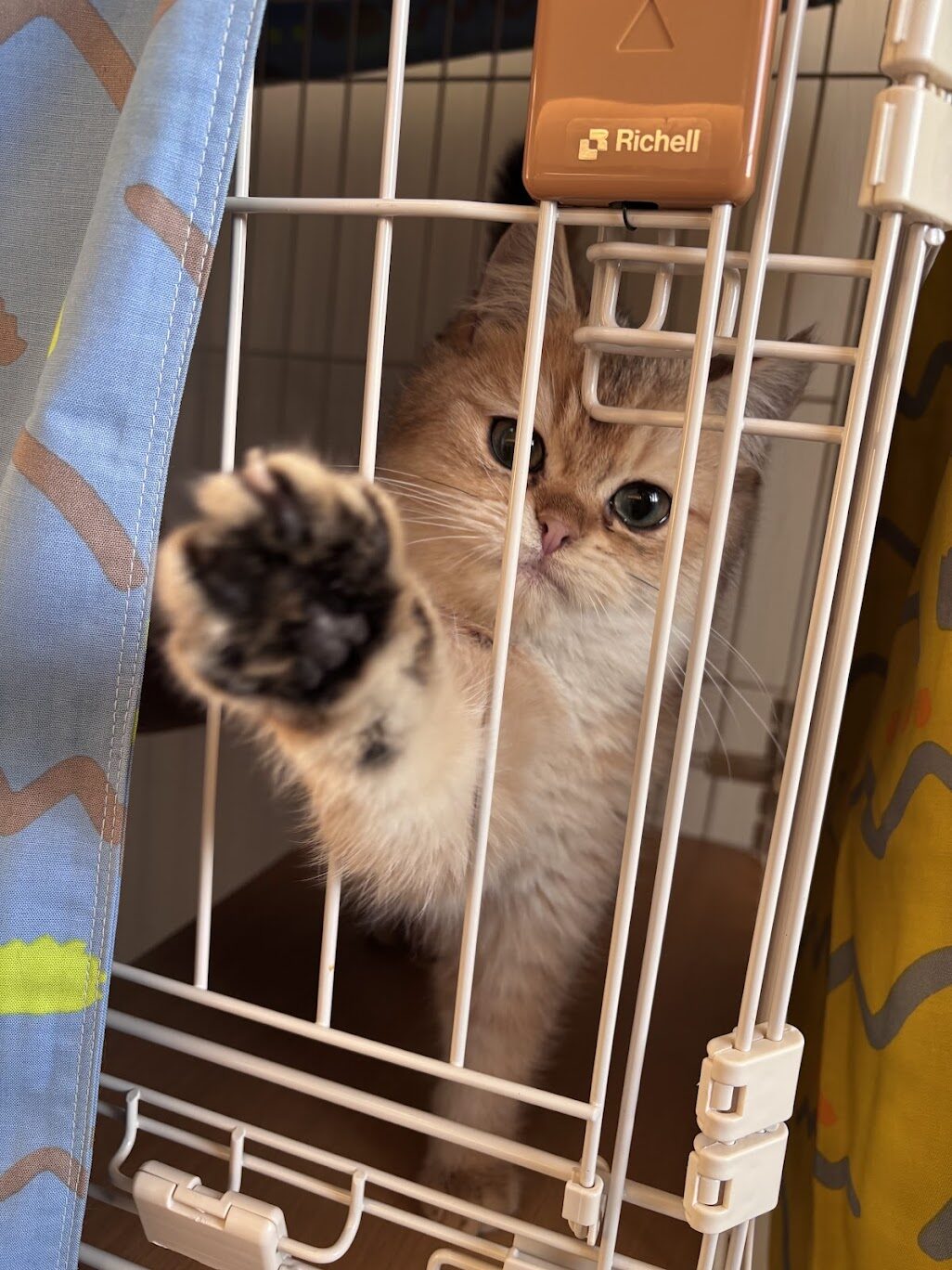 新入りのブリショ、ムーンちゃん